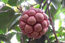 Quả mọc dại ở Việt Nam sang nước ngoài hơn nửa triệu đồng/kg