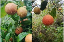 Quả rừng xưa rụng đầy gốc bất ngờ thành đặc sản dân phố lùng mua 