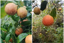 Quả rừng xưa rụng đầy gốc bất ngờ thành đặc sản dân phố lùng mua 