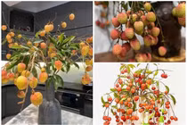 Vừa xuất hiện, cành quả vải độc lạ đã "gây sốt" thị trường