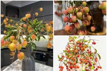 Vừa xuất hiện, cành vải cắm bình đã "gây sốt" thị trường