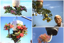 Ngắm bonsai mọc ngược có 1-0-2 của nghệ nhân xứ Quảng 