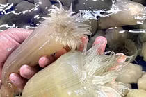 Đặc sản "nổi da gà" 200.000 đồng/kg vẫn được săn lùng