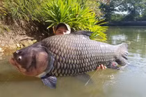 Tận thấy loài cá khổng lồ, 500.000 đồng/kg thương lái lùng mua