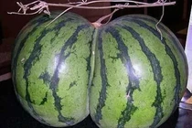 "Ngượng chín mặt" những loại rau, củ, quả hình giống cơ thể người 