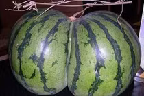 "Ngượng chín mặt" những loại rau, củ, quả hình giống cơ thể người 