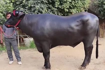Con bò đắt hơn "siêu xe", đại gia trả 75 tỷ vẫn bị từ chối