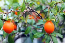 5 loại cây cảnh càng trồng càng "giàu ú ụ" 