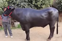 Con bò đắt hơn "siêu xe", đại gia trả 75 tỷ vẫn bị từ chối 