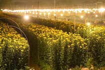 Làng hoa khắp cả nước tất bật vào vụ Tết 