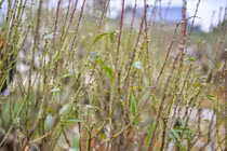 'Thủ phủ' đào phai xứ Thanh xuống lá chờ đón Tết Nguyên đán