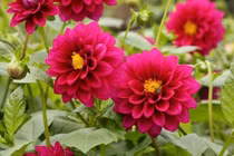 6 loại hoa màu đỏ "gọi tiền bạc" vào nhà 