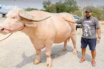 Con trâu bạch tạng 12 tỷ đồng gây sốt ở Thái Lan