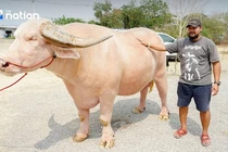 Con trâu bạch tạng 12 tỷ đồng gây sốt ở Thái Lan