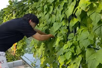 Bên trong 'biệt phủ' ngập tràn cây trái của NSND Xuân Bắc 