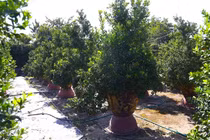 Chưa đến Tết Bính Ngọ, khách đến tận vườn đặt cọc quất cảnh