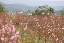 Đào nở sớm trước Tết, nhà vườn lo "trắng tay"