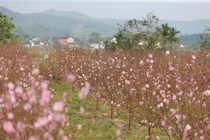 Đào nở sớm trước Tết, nhà vườn lo "trắng tay"
