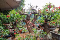 Ngắm đào 'tiến vua' ngủ điều hòa chờ đại gia đón về chơi Tết