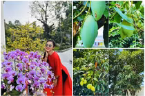 Cận cảnh vườn xoài trĩu quả trong cơ ngơi 3.000m2 của "Người đẹp Tây Đô"