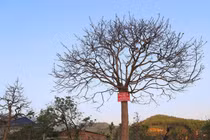 Nhìn như cành củi khô, cây mai vẫn có giá tiền tỷ