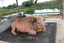 Con trâu bạch tạng quý hiếm được trả hơn 2 tỷ đồng