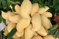 Nguồn gốc xoài vàng ươm, thơm nức "gây sốt" thị trường Việt