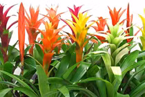 3 cây cảnh là 'bùa may mắn' của nhà phố 