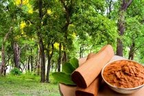 Loại gỗ chứa "vàng thơm", đại gia có tiền cũng khó mua 