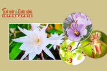 [INFOGRAPHIC] 4 loại hoa đắt nhất thế giới