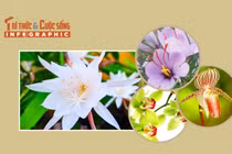 [INFOGRAPHIC] 4 loại hoa đắt nhất thế giới