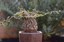 “Quái vật bonsai” giá trăm triệu khiến người chơi mê mẩn 