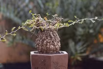 “Quái vật bonsai” giá trăm triệu khiến người chơi mê mẩn 