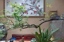 Xử lý nghiêm việc khai thác, mua bán trái phép cây Muội Hồng 