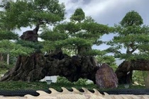 Cây ăn quả mọc bờ rào lên chậu thành bonsai tiền tỷ