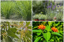 10 loại cây đuổi rắn hiệu quả nên trồng quanh nhà 