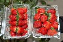 Dâu tây Mộc Châu đầu mùa nửa triệu đồng/kg vẫn hút khách 