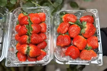 Dâu tây Mộc Châu đầu mùa nửa triệu đồng/kg vẫn hút khách 