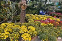 Cúc mâm xôi nở sớm trước Tết, nhiều nơi kêu gọi 'giải cứu'