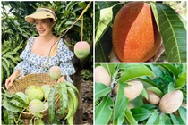 Khu vườn trĩu trịt quả giữa lòng Sài Gòn của ca sĩ Mỹ Lệ