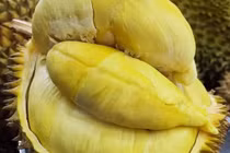 Sầu riêng loạn giá, chỗ vài chục, nơi cả trăm nghìn/kg