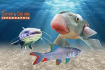 [INFOGRAPHIC] 3 loại "cá tiến vua" giá tiền triệu ở Việt Nam
