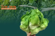 [INFOGRAPHIC] 3 loại rau mọc hoang đắt hơn thịt