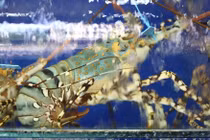 Tôm hùm bông gần 3 triệu đồng/kg vẫn 'cháy hàng"