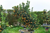 Những loại quất cảnh độc đáo 'gây sốt' thị trường Tết Bính Ngọ 2026