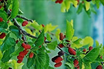 Những loại cây không nên trồng trong vườn nhà dịp đầu năm mới