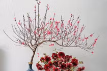 Đào huyền mini vài trăm nghìn đồng/cành hút khách chơi Tết Bính Ngọ 2026