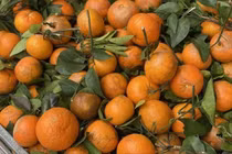 Quýt sim ‘xả’ đầy chợ, chỉ hơn 10.000 đồng/kg dịp cận Tết