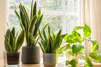 6 loại cây trồng trong nhà không cần ánh sáng, tốt cho sức khỏe