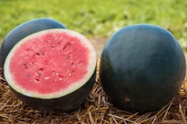 Tận thấy loại dưa hấu giá đắt đỏ 160 triệu đồng/quả 